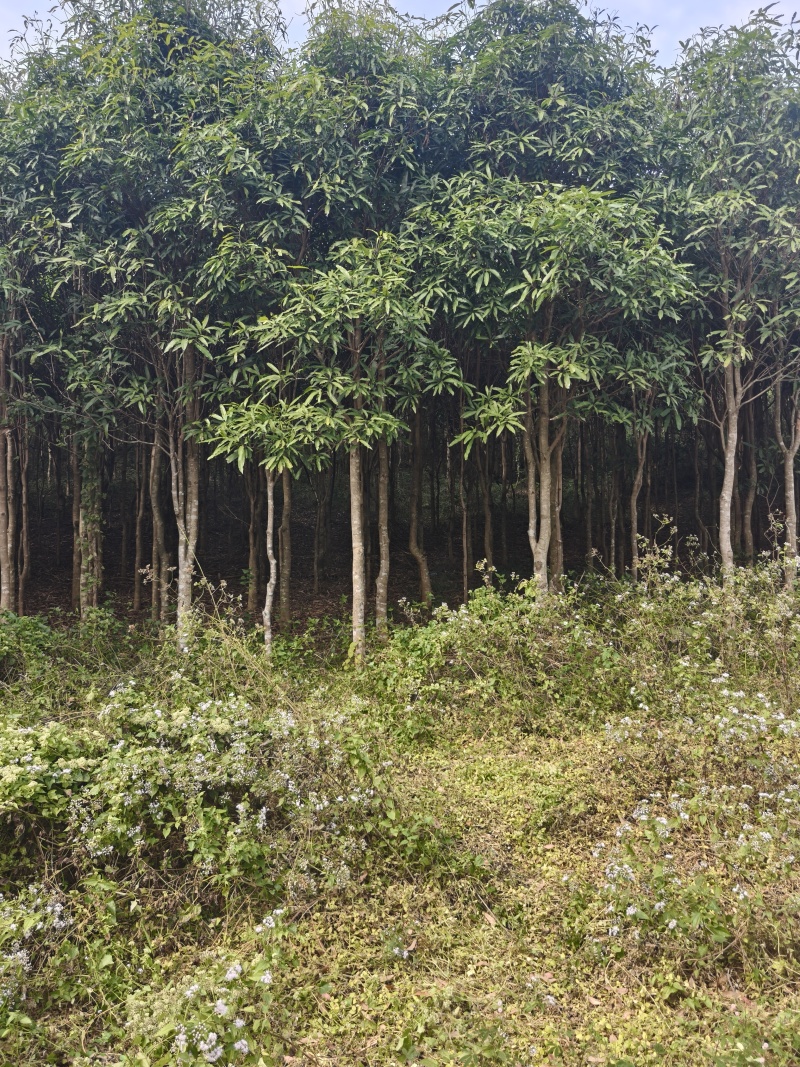 大量风景树出售，现有数量10000棵以上，量大价优