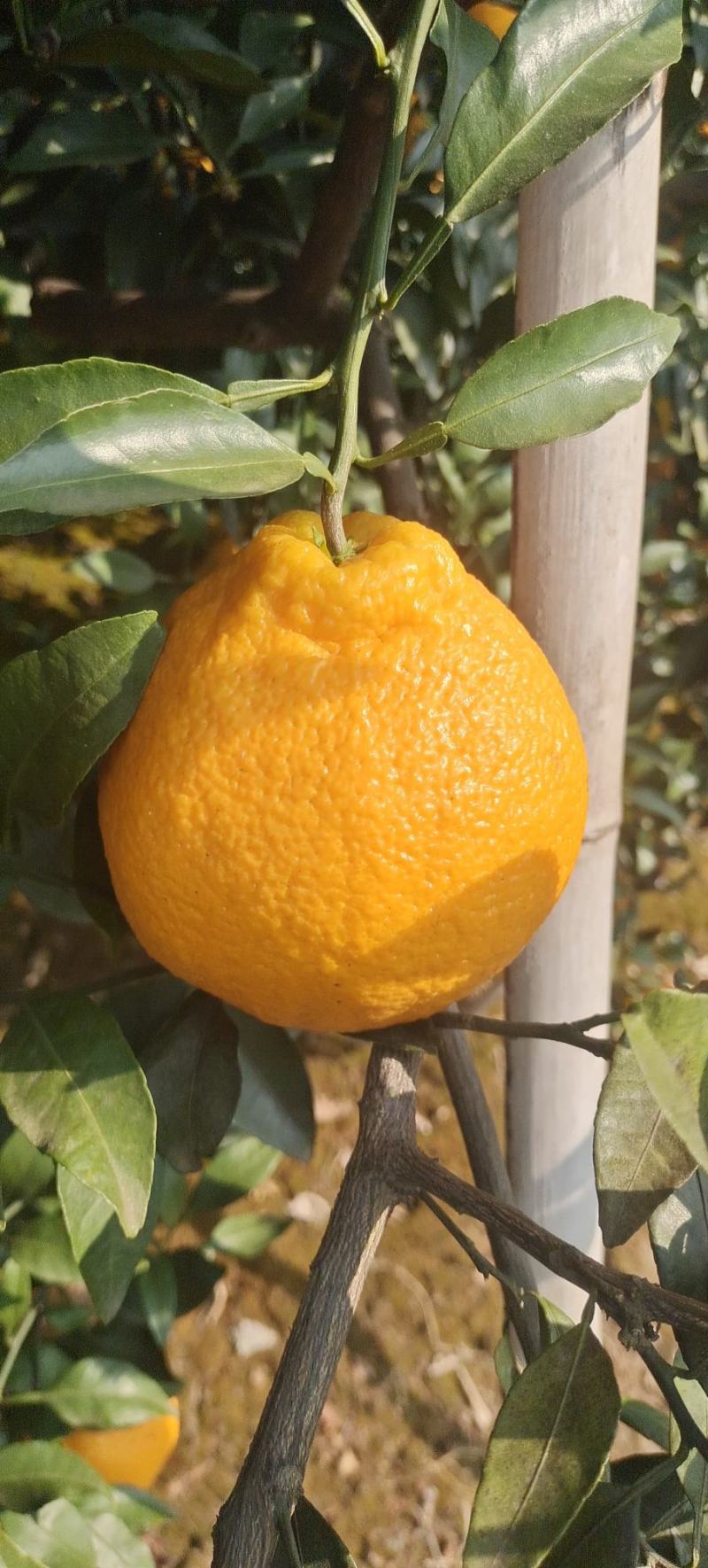 丑橘，不知火