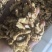 头路本地的尖白，尖普白，185的尖白，尖普白
