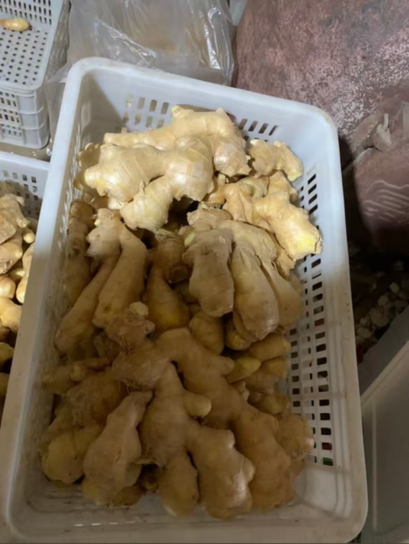泥姜水洗姜老姜风干姜规格齐全货源充足全国发货