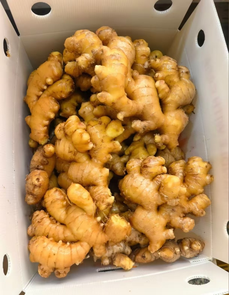 泥姜水洗姜老姜风干姜规格齐全货源充足全国发货