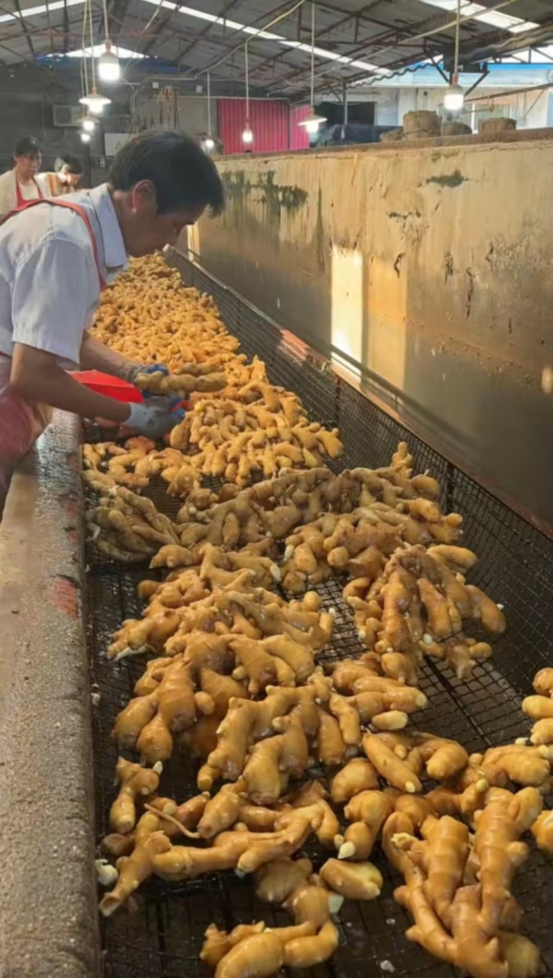 泥姜水洗姜老姜风干姜规格齐全货源充足全国发货