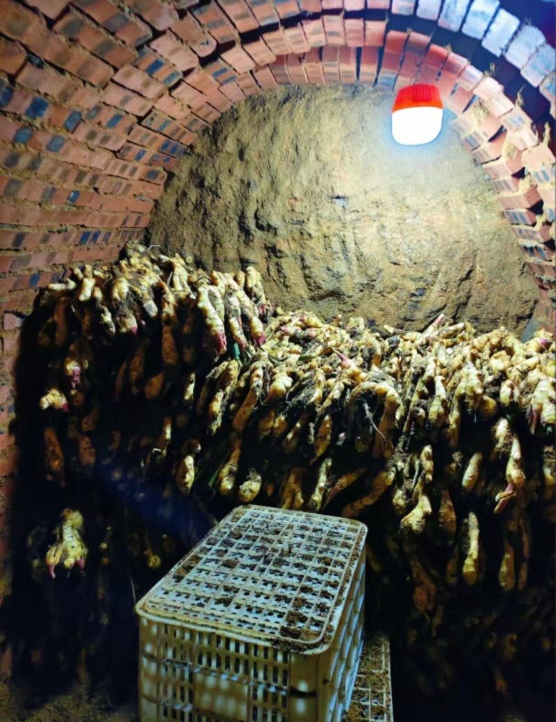 泥姜水洗姜老姜风干姜规格齐全货源充足全国发货