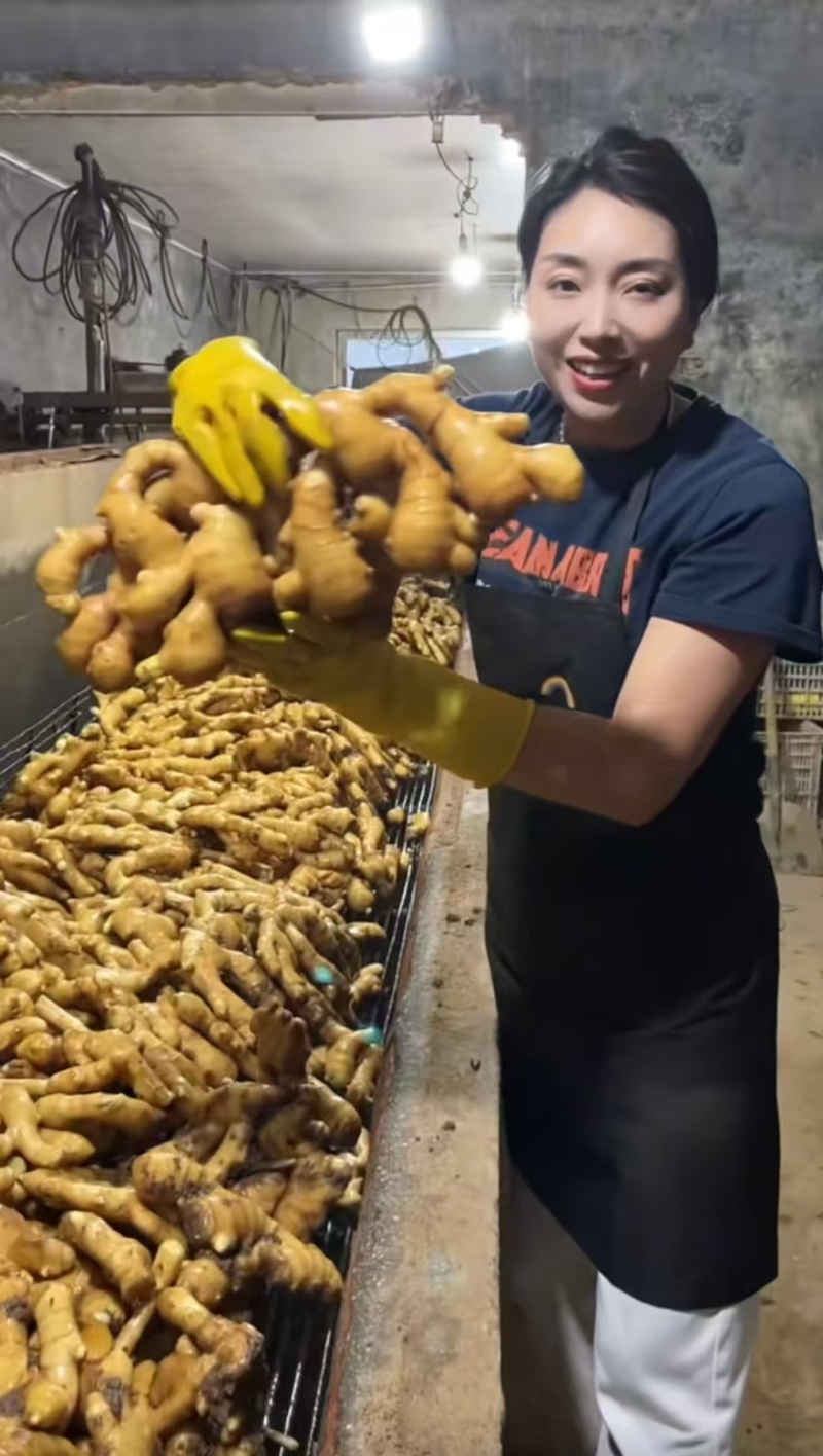 泥姜水洗姜老姜风干姜规格齐全货源充足全国发货