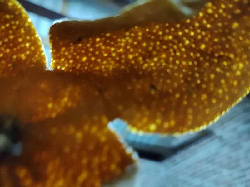 陈皮