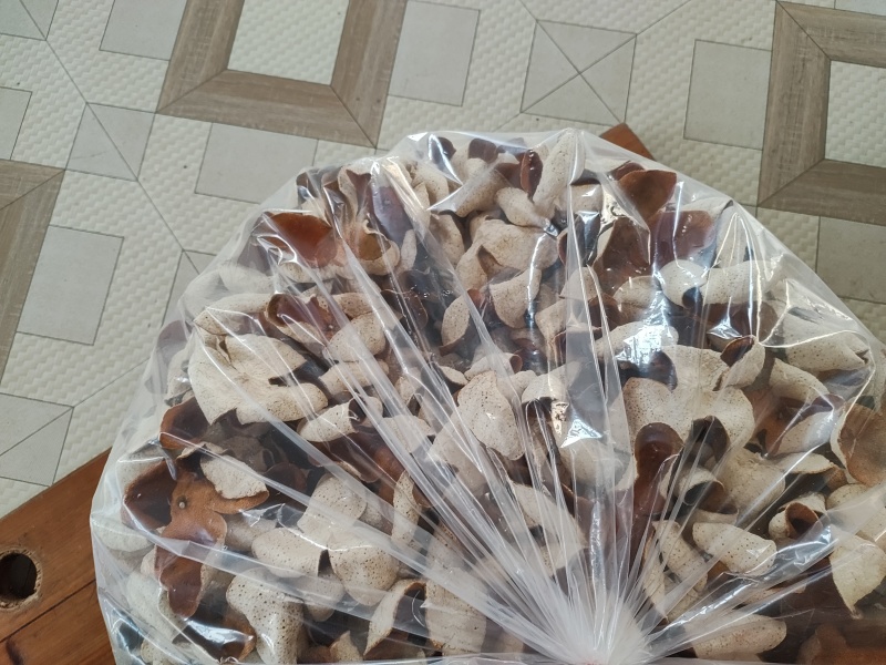 陈皮