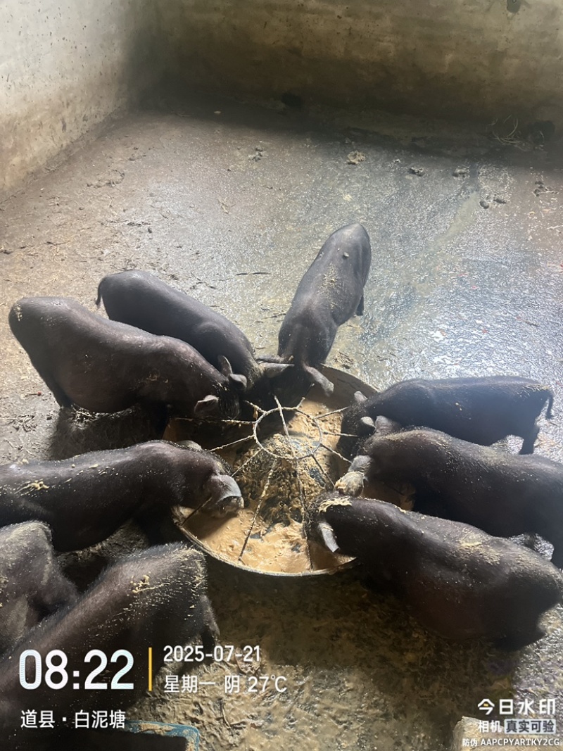 环江香猪