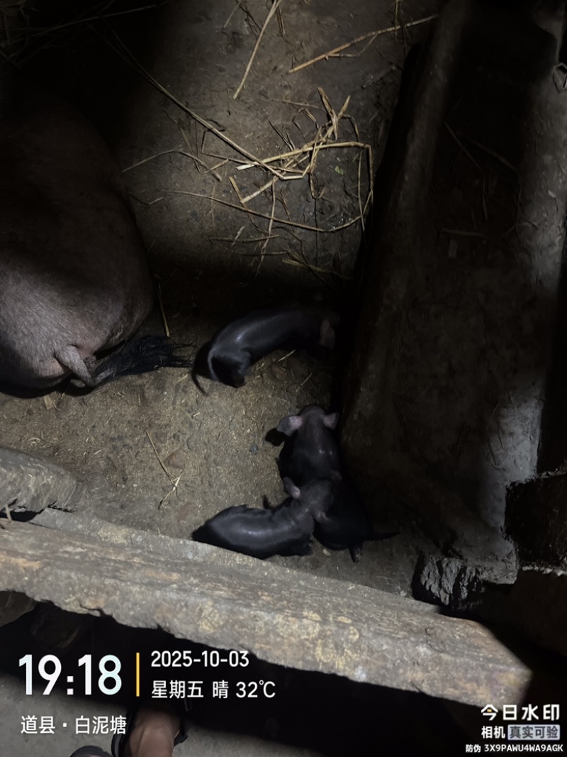 环江香猪