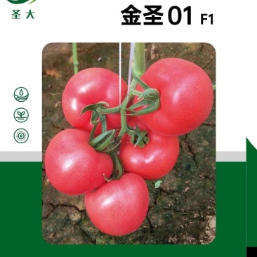 育苗基地沙瓤口感番茄苗硬粉大果番茄苗多汁风味浓抗病强好管
