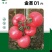 育苗基地沙瓤口感番茄苗硬粉大果番茄苗多汁风味浓抗病强好管