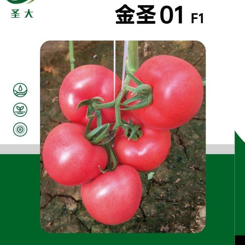 育苗基地沙瓤口感番茄苗硬粉大果番茄苗多汁风味浓抗病强好管