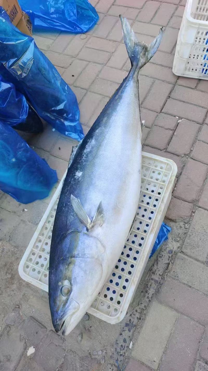 新货黄金鲅7-10斤10-20斤左右电商团购私域