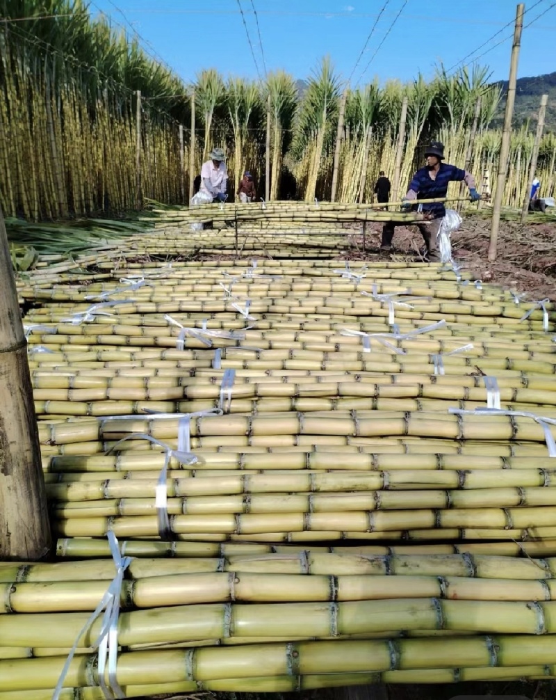 云南黄金甘蔗，现砍现发，按需供货，品质保证，代发全国！！