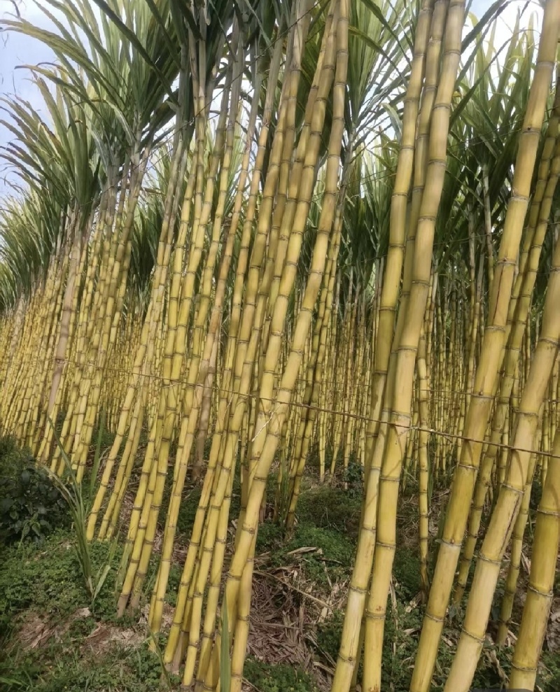云南黄金甘蔗，现砍现发，按需供货，品质保证，代发全国！！
