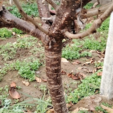 樱桃树