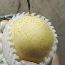 雪梨皇冠梨鸭梨