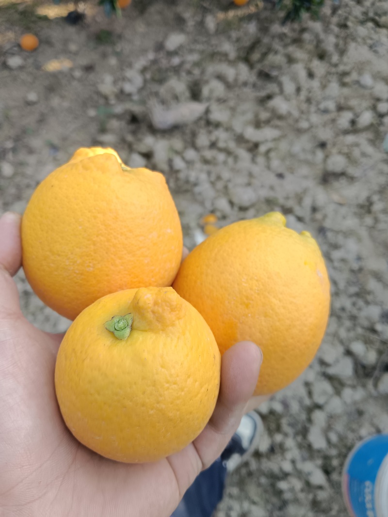 崀山脐橙一件代发