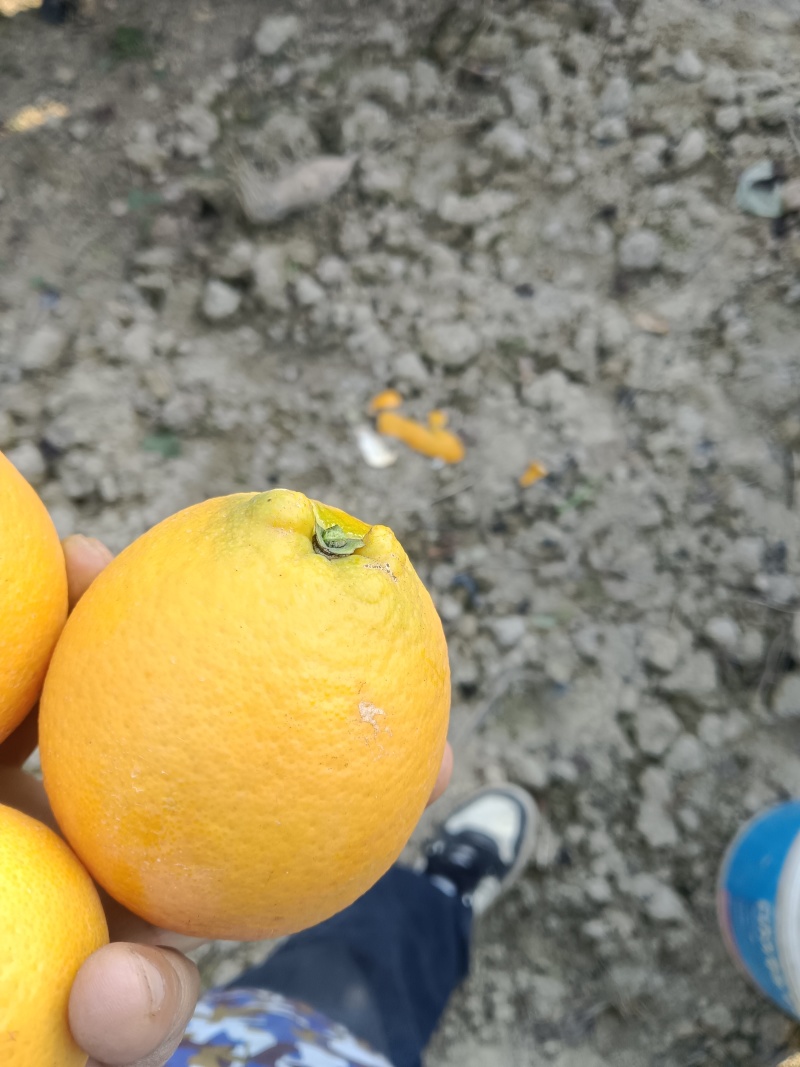 崀山脐橙一件代发