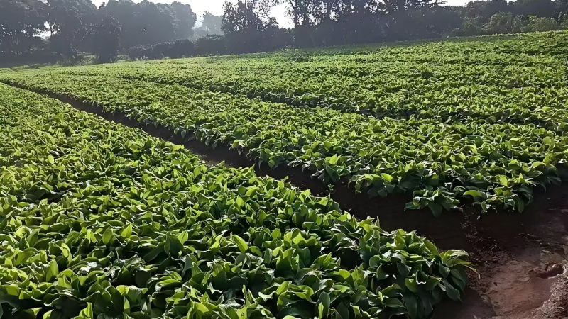 沙姜！种植时间8个月，签合同包回收需求量特别大，放心发