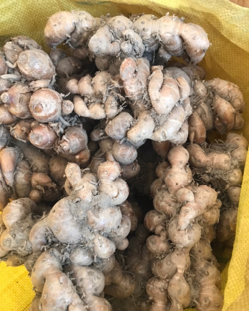 沙姜！种植时间8个月，签合同包回收需求量特别大，放心发