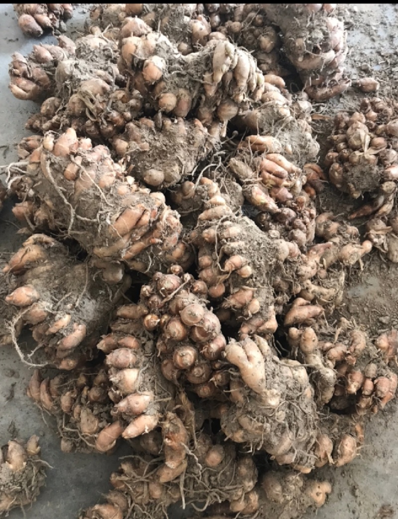 沙姜！种植时间8个月，签合同包回收需求量特别大，放心发