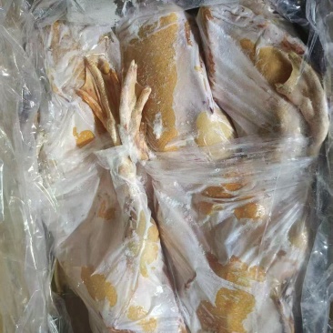 存货红嘴雁鸭