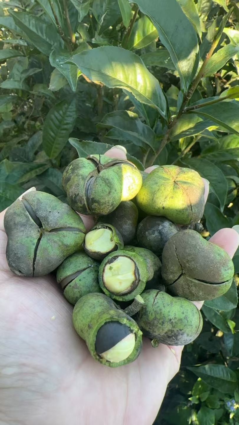 茶籽壳