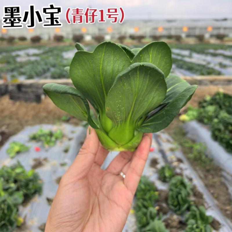 小墨仔矮箕青菜种子小棵型厚叶甜糯春秋播种耐寒耐热青菜种子
