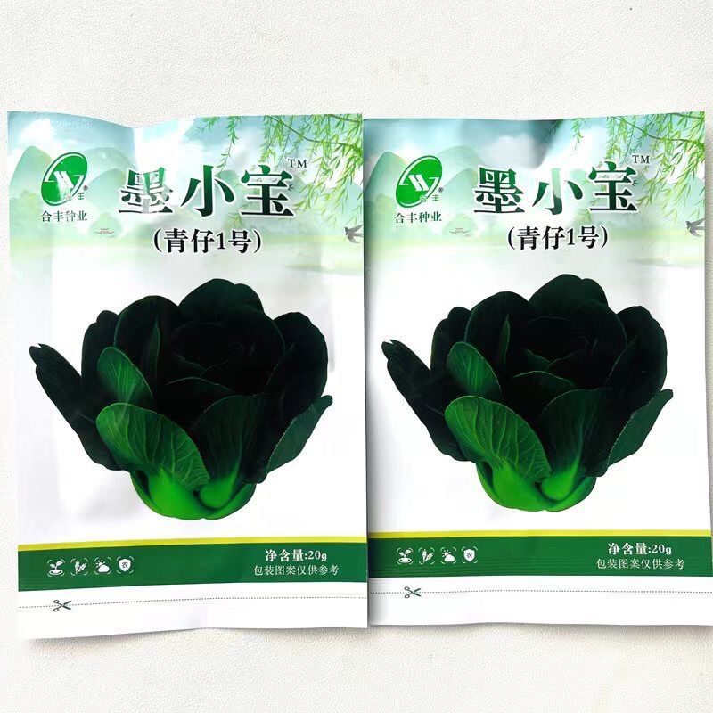 小墨仔矮箕青菜种子小棵型厚叶甜糯春秋播种耐寒耐热青菜种子