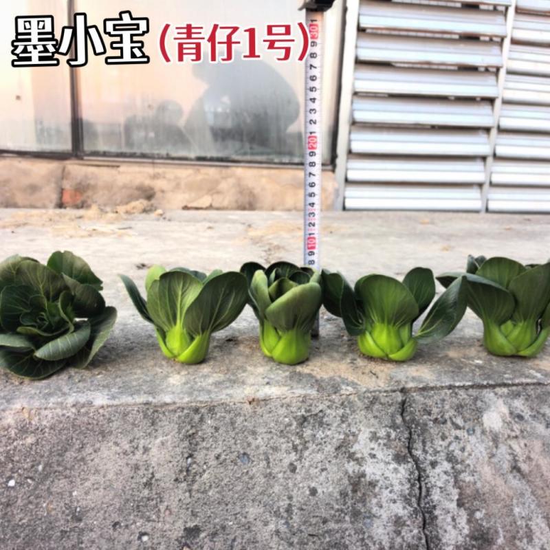 小墨仔矮箕青菜种子小棵型厚叶甜糯春秋播种耐寒耐热青菜种子
