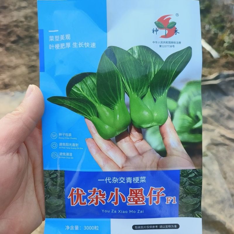 小墨仔矮箕青菜种子小棵型厚叶甜糯春秋播种耐寒耐热青菜种子