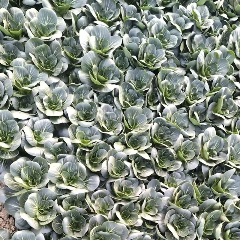 小墨仔矮箕青菜种子小棵型厚叶甜糯春秋播种耐寒耐热青菜种子