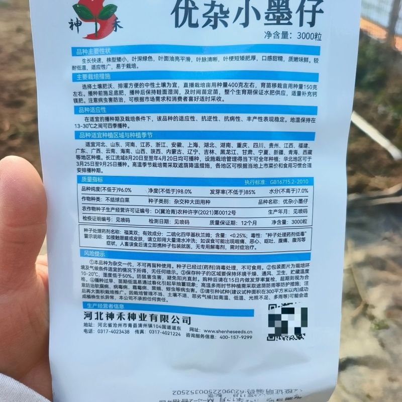 小墨仔矮箕青菜种子小棵型厚叶甜糯春秋播种耐寒耐热青菜种子