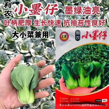 小墨仔矮箕青菜种子小棵型厚叶甜糯春秋播种耐寒耐热青菜种子