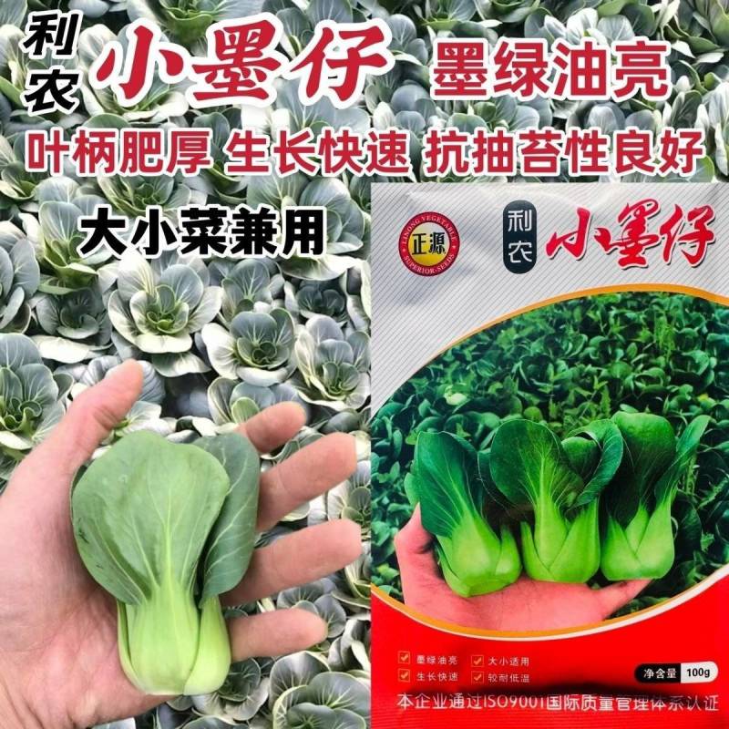 小墨仔矮箕青菜种子小棵型厚叶甜糯春秋播种耐寒耐热青菜种子