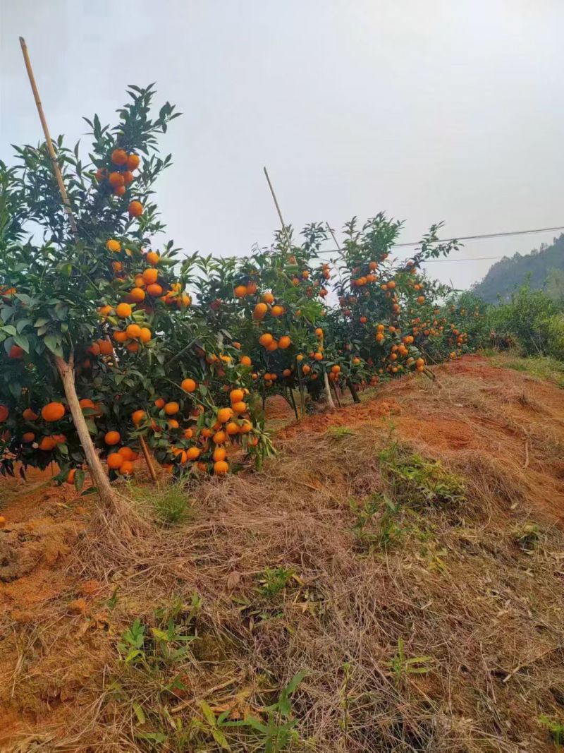 湖南省宜章脐橙