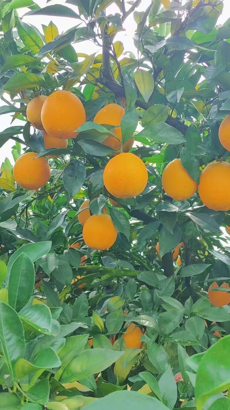 湖南省宜章脐橙