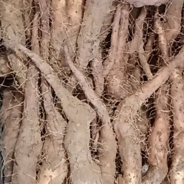 白玉山药豆苗