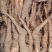 白玉山药豆苗