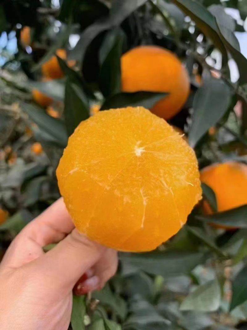 纽荷尔脐橙