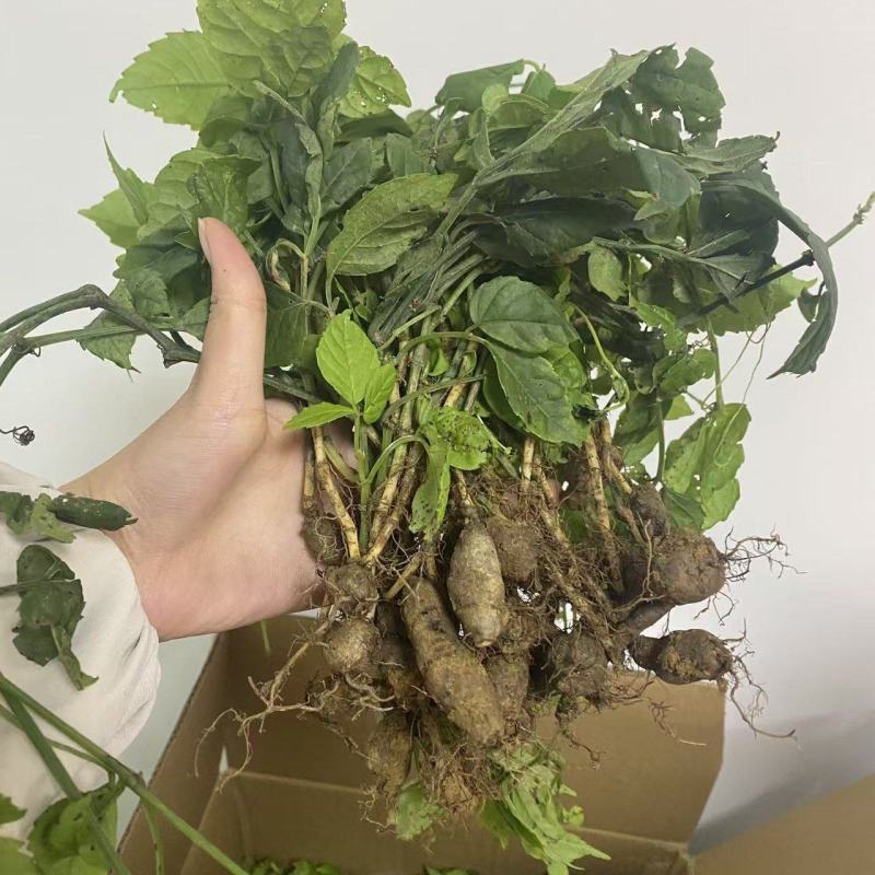 三叶青