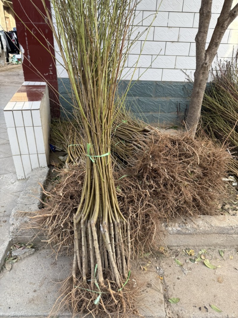 桃树苗白如玉血桃秋甜冬桃蜜露6号春晓中秋王桃