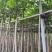 火焰木原生苗1-2-3公分大量出售自家货源基地直销