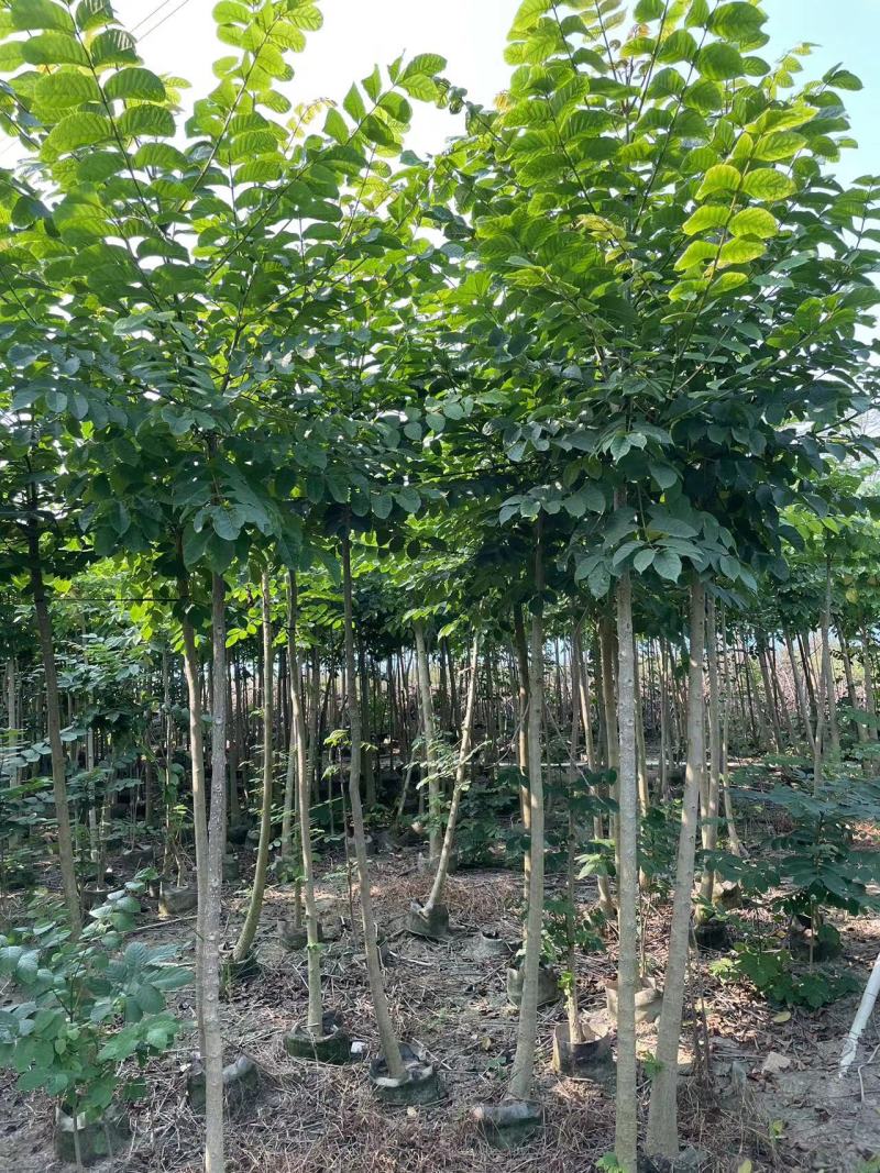 火焰木原生苗1-2-3公分大量出售自家货源基地直销