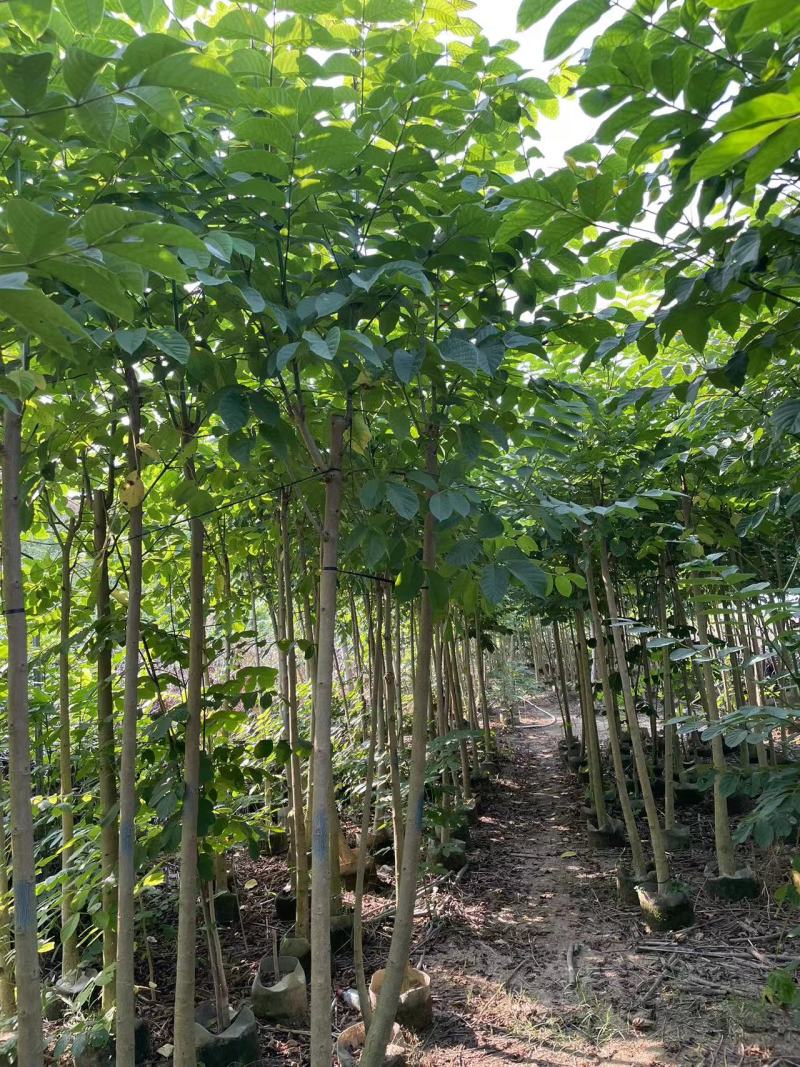 火焰木原生苗1-2-3公分大量出售自家货源基地直销