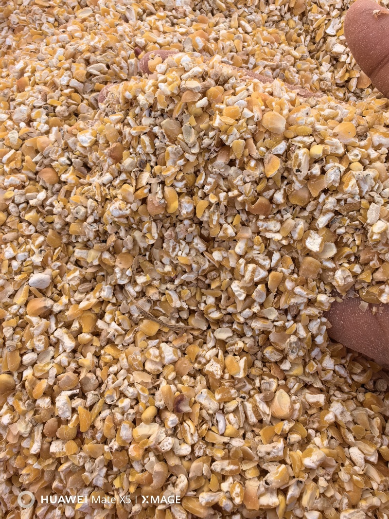 养殖场专用低价格饲料碎玉米，净粮碎玉米，颗粒玉米，无土无沙
