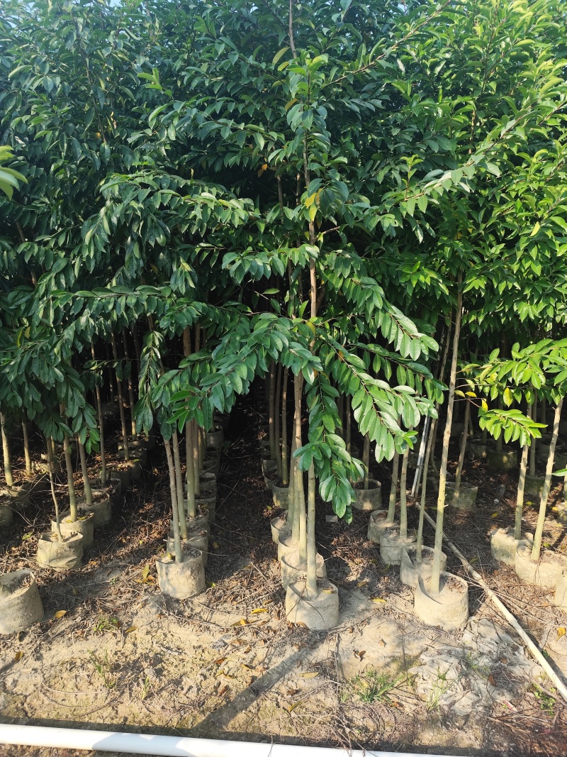 铁冬青原生苗1-2-3公分大量出售可视频看货