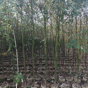 香樟原生苗1-2-3公分大量出售基地直销可视频看货