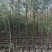 香樟原生苗1-2-3公分大量出售基地直销可视频看货