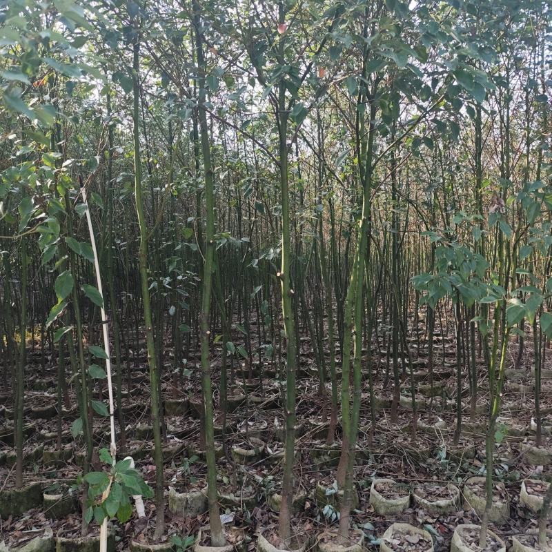 香樟原生苗1-2-3公分大量出售基地直销可视频看货